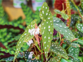 Angel wing begonias have long, pointed, speckled leaves and small, dangling pink flowers.