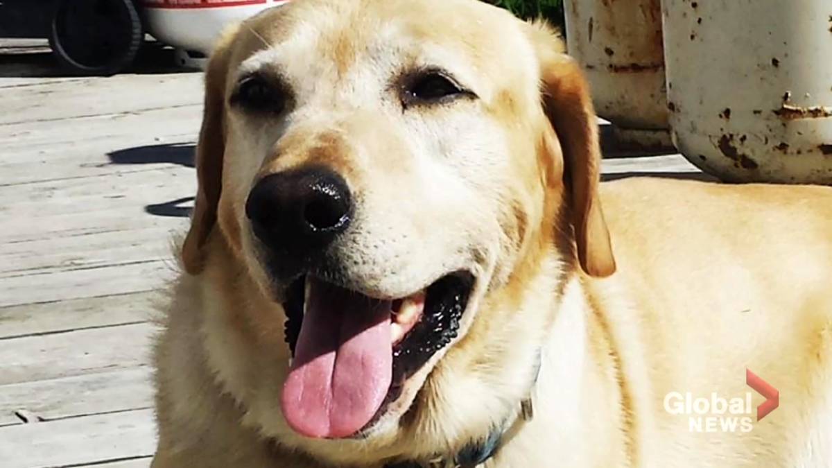 Click to play video: 'NB family's lost dog has been found but may never come home'