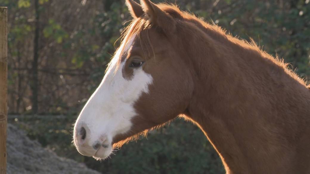 Click to play video: '' Rescue Me 'book showcases lives of rescued horses to help raise money for the BC SPCA'