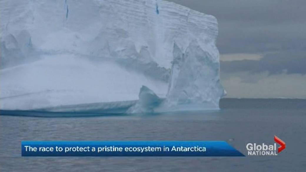 Click to play video: 'The race to protect Antarctica's Weddell Sea ecosystem'