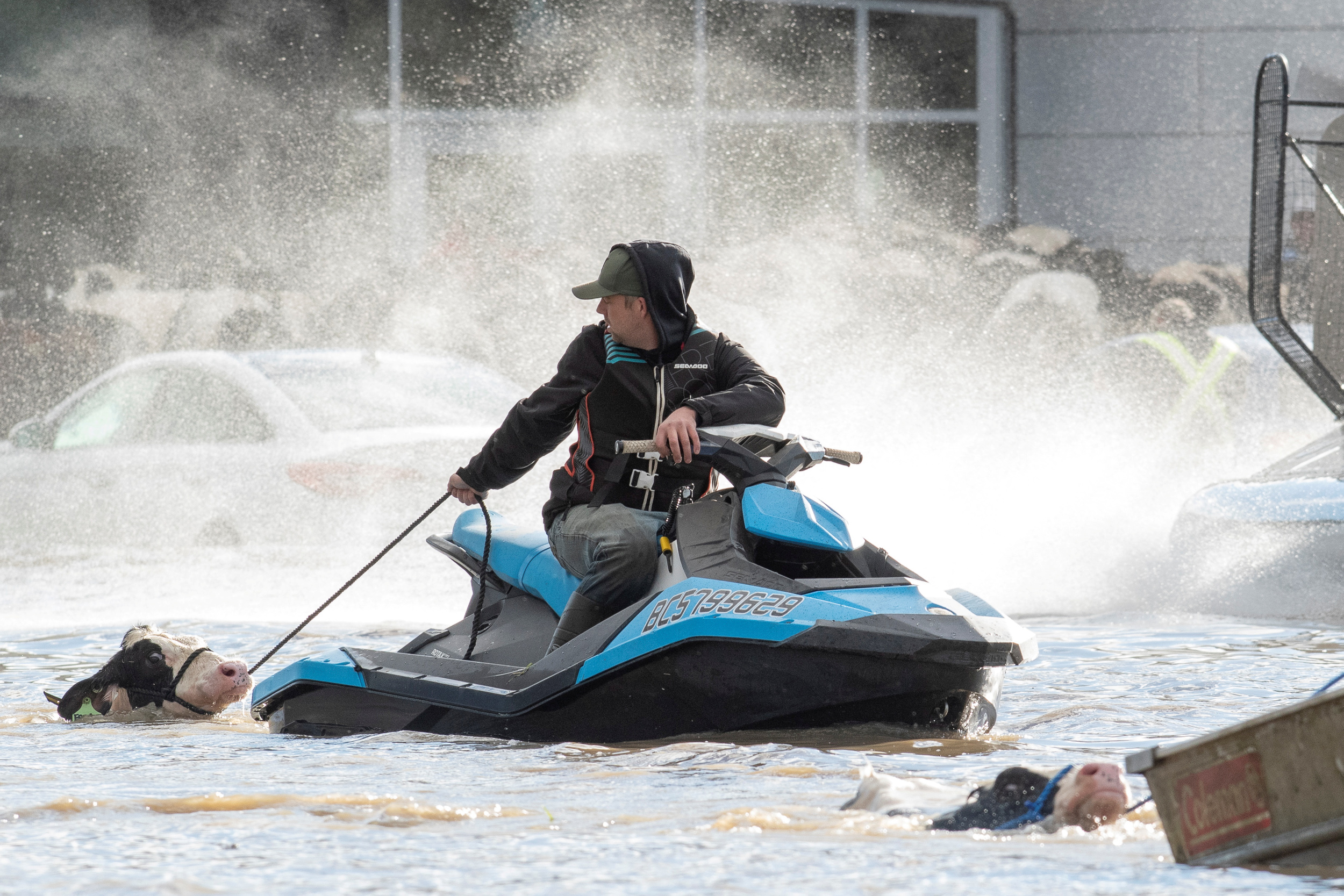Ryan Gemser on rescuing cattle by Sea-Doo during the BC floods in November (Jennifer Gauthier/Reuters)