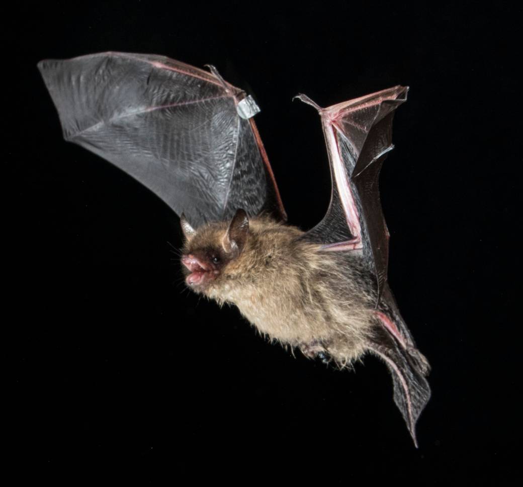 Click to Play Video: 'The Return of the Bat: Ontario Species Become Immune to Fungal Infection'