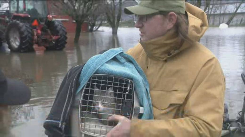 Click to play video: 'BC floods: Strangers helping strangers rescue animals'