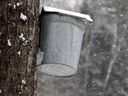 An old-school syrup bucket catches sap from a maple tree.
