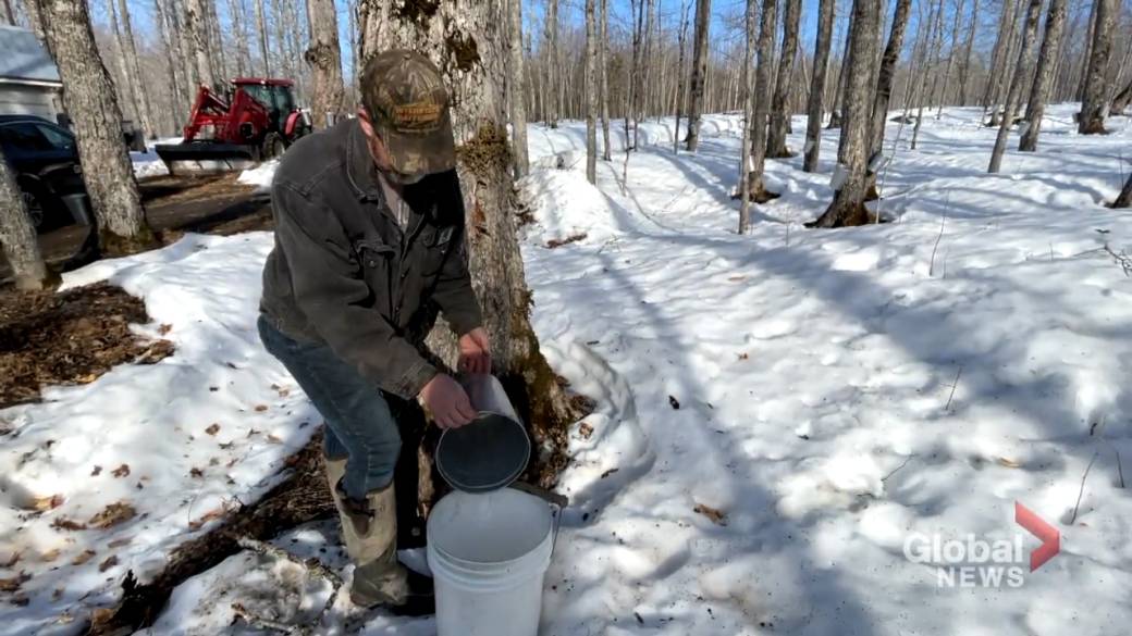 Click to play video: 'Mild weather leads to darker maple syrup production and possible shortage of some products'