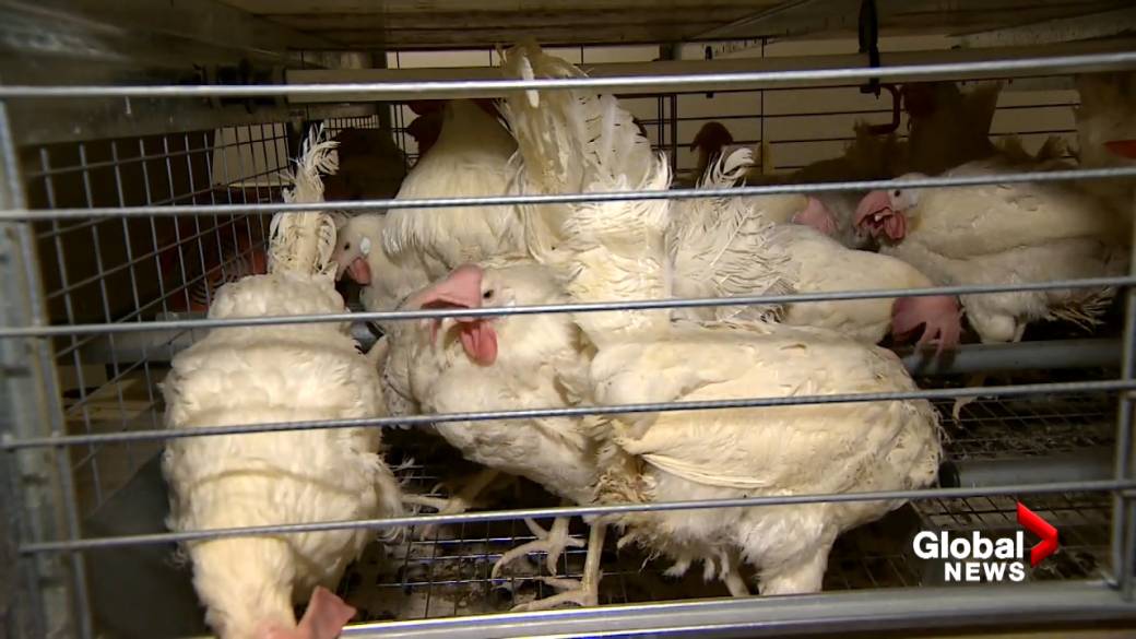 Click to play video: 'Strain of avian influenza identified in Canada goose in Nova Scotia'