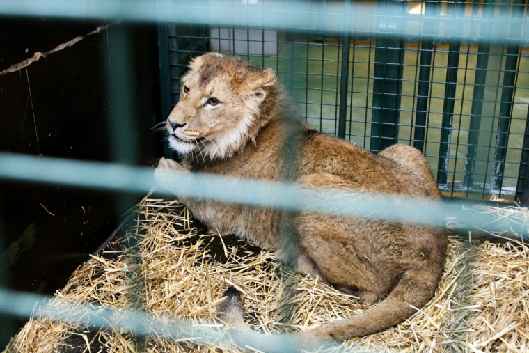A lion, who was in an animal shelter in Kyiv, is seen in a cage at "Natuurhulpcentrum" nature center in Oudsbergen, Belgium on Wednesday.