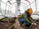 Sylvie Chamberland, one of the co-directors of the Carrefour Solidaire Community Food Centre, checks plants in one of the organization's three greenhouses in Montreal's Centre-Sud neighbourhood.