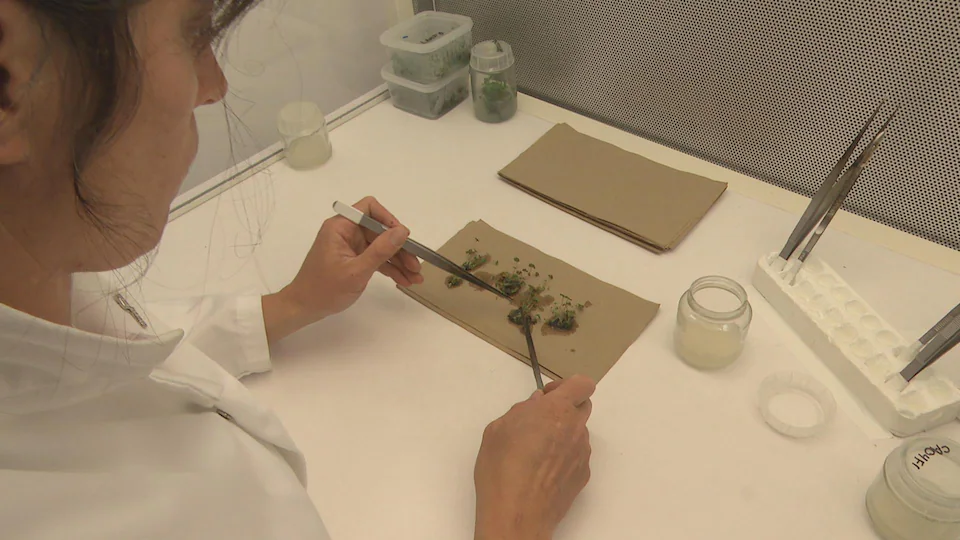 La chercheuse Marie-Claire Gervais, du Centre d’expérimentation et de développement en forêt boréale de Baie-Comeau, a développé une technique de multiplication in vitro de la chicoutai.