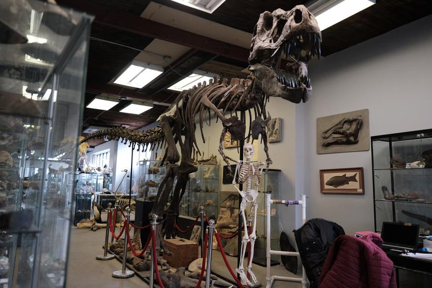 A reconstructed juvenile T. rex is just one of the attractions at Prehistory.