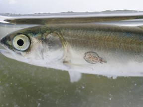 Since 2001, parasitic salmon lice have been a nearly constant bane on our wild salmon.