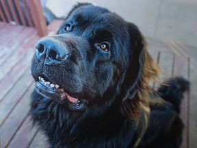 Greg Marentette's dog, Lemmy, who was stolen by his former dog walker three years ago, taken on Wednesday, March 30, 2022.