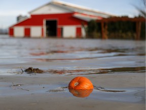 A pumpkins floats in floodwaters near a farm on November 21, 2021 in Abbotsford, British Columbia.