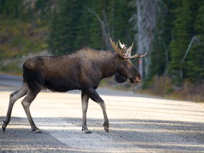 This undated photo shows a moose walking across a road in BC