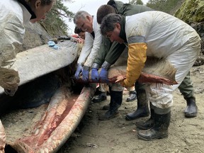 Department of Fisheries and Oceans Marine Mammal Response Team members remove baleen from a dead fin whale as they perform a necropsy at Pender Harbour, BC, in a March 20, 2022, handout photo.