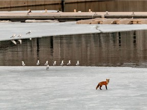 A baby fox has been stuck on the ice at the King Edward Quay in Old Montreal for more than a week.  Sauvetage Animal Rescue is attempting to trap and rescue him.