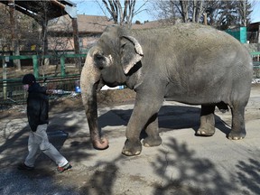 Lucy the elephant on her morning walk at the Edmonton Valley Zoo on Tuesday, March 23, 2021. The zoo is reopening its outdoor exhibits March 25 after closing for the pandemic.