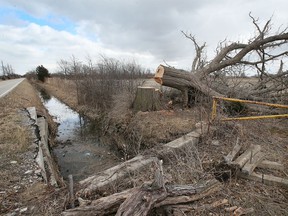 A newly cut tree is shown on the property chosen for the new EV battery plant near Banwell Road and EC Row Avenue East on Friday, April 1, 2022.