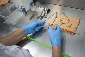 A worker at Upper Canada Growers, propagates apple tissue culture, on Tuesday, April 12, 2022.