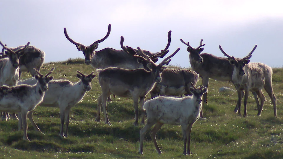 Un groupe de caribous forestiers.