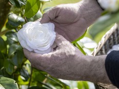 Camellia expert Jean Thoby handles a Camellia Japonica 'Alba Plena'.