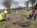 A gardening work crew cleans up the tulip beds, and rakes up the leftover leaves in Bourgeau Park in Pointe-Claire on Thursday.