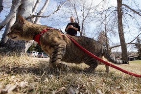Maverick the cat and his owner go for a walk in the sunshine at Rundle Park Saturday, April 23, 2022. David Bloom/Postmedia