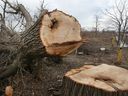 A newly cut tree is shown on the property chosen for the new EV battery plant near Banwell Road and EC Row Avenue East on Friday, April 1, 2022.