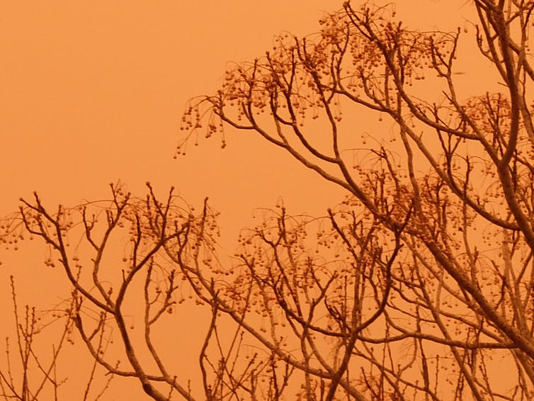 Trees with the red sky due to the haze