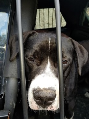 This dog was found wandering near an abandoned, burned-out vehicle near Chase, BC A body was found in the car when RCMP investigated.