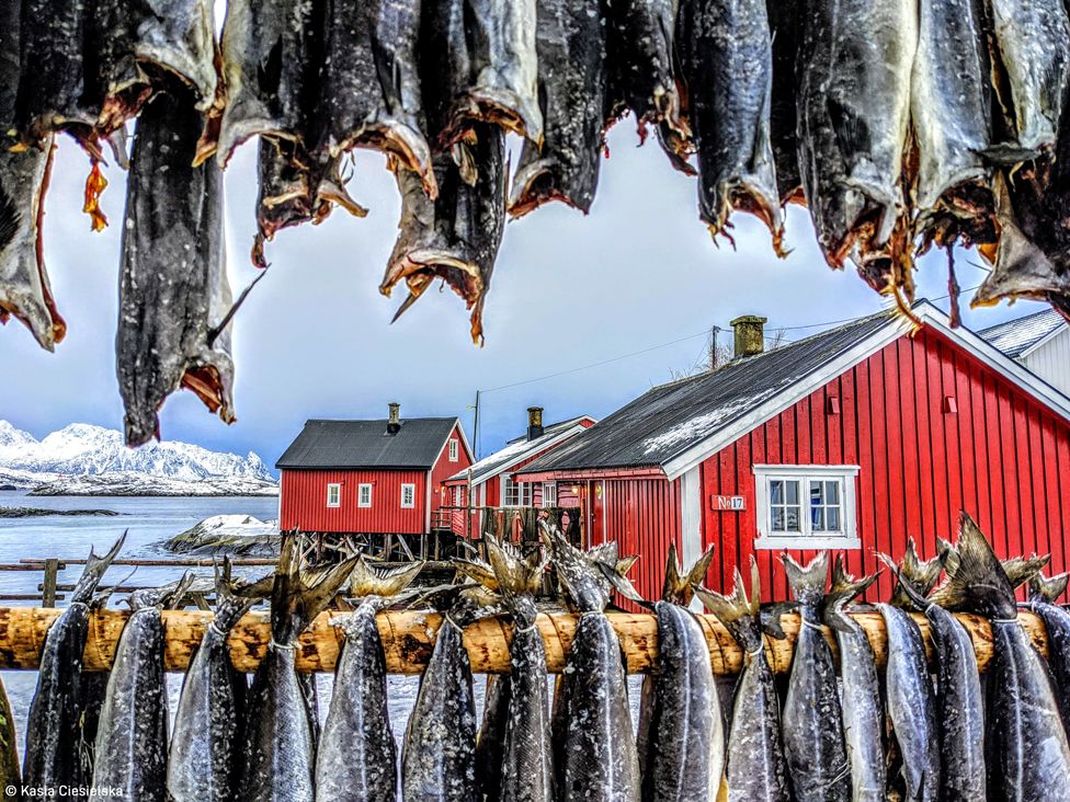 Fish hanging outside to dry, in front of red buildings and a distant snow-covered landscape