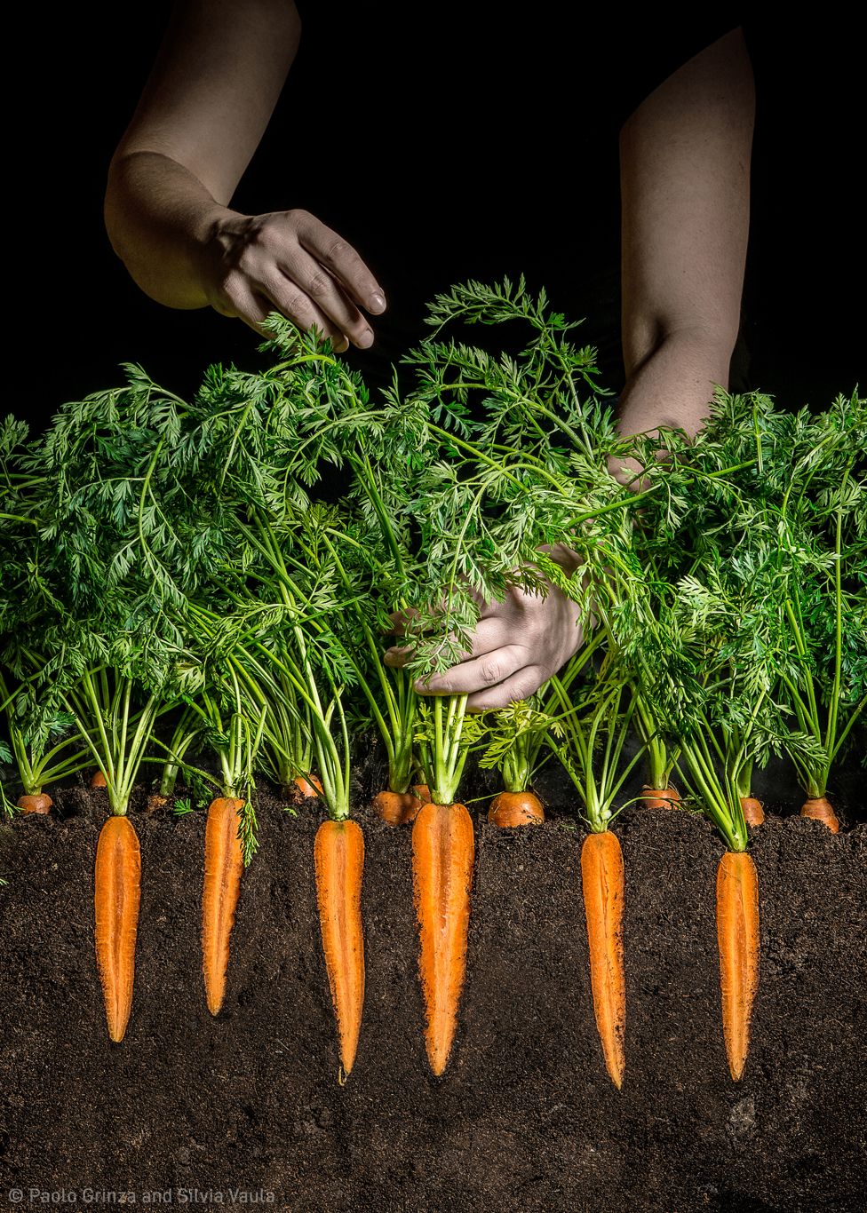 Carrots sliced ​​vertically sit in soil, with hands holding their leaves
