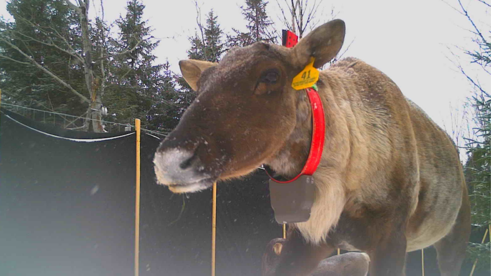 A woodland caribou has an ear tag with the number 41. It also has a rangefinder collar around its neck.