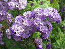 Heliotrope has a vanilla-honey scent — perfect for an aromatic 'rest stop' on a patio, deck or balcony.