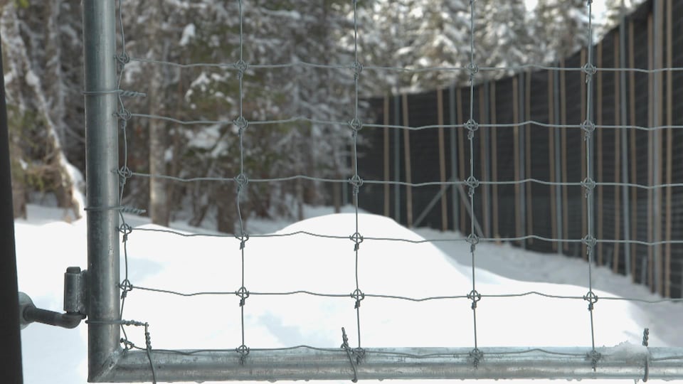 The fence and a geotextile wall erected to contain the caribou in the enclosure.