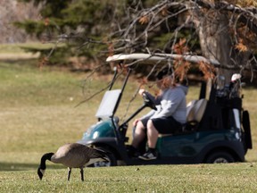 Golfers took to the links at Rundle Park Golf Course, alongside some Canada geese, in Edmonton, on Friday, April 29, 2022. City golf courses are opening as the weather improves.