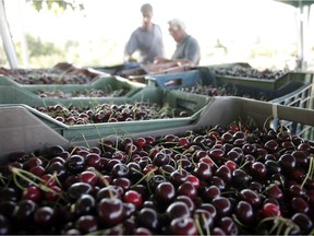 Cherry farmers and other fruit growers have endured much recently, as swinging weather patterns in the province led to fires, floods and last year's so-called heat dome.