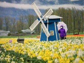 The Chilliwack Tulip Festival is on now until May 11.