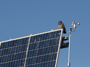 A pigeon exploits the upper edge of a solar panel at Saint Kateri Catholic School as a perch.  The bird, like teh panel beneath it was trying to soak up some of the sun's rays