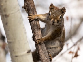 A startled red squirrel freezes in place for a photo while climbing trees at Rundle Park in Edmonton on Friday, April 29, 2022