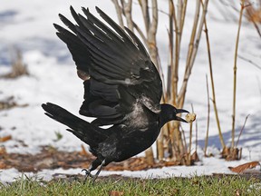 A crow takes flight with a culinary morsel of food in Edmonton's river valley on Wednesday April 20, 2022. Larry Wong/Postmedia
