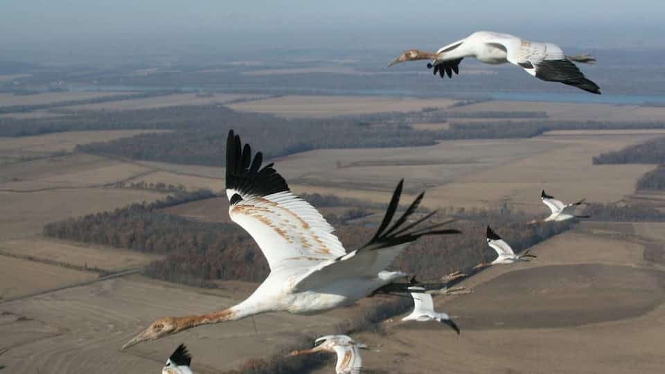 An aerial shot of whooping cranes flying in the sky over Wood Buffalo National Park in northern Alberta.