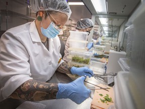 Annie Levesque, an employee at Upper Canada Growers, propagates apple tissue culture, on Tuesday, April 12, 2022.