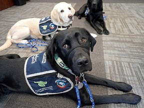 Cajun, front, an accredited facility dog, joins Fletcher, middle, and Captain as the newest member of the Zebra Child Protection Center's VIP (Very Important Paws) program in Edmonton on Friday, April 29, 2022.