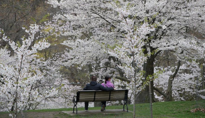 Toronto's High Park is open to vehicle traffic again and the barriers to access the cherry blossoms are open, allowing park visitors to walk among the blossoming trees that were a gift from Japan.