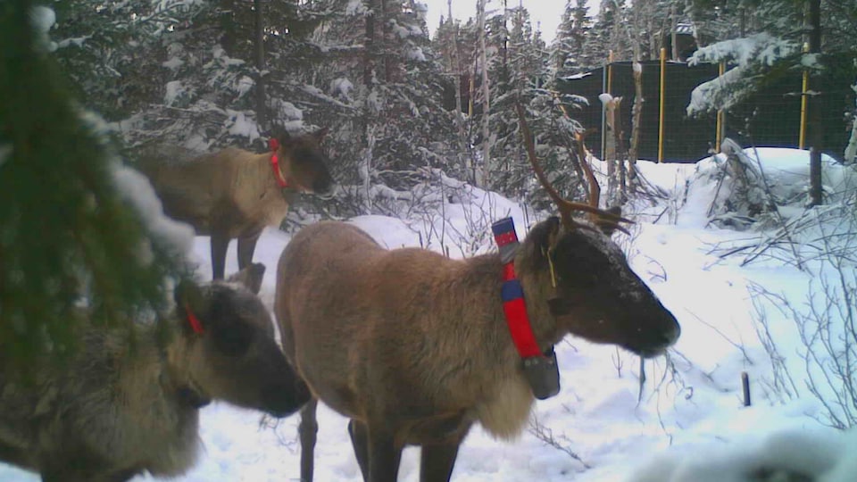 Three caribou wear rangefinder collars.