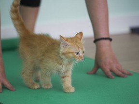Toulouse walks under participants in a Kitten Yoga session held at Yoga Spirit and Wellness in Burnaby in 2018 to support VOKRA