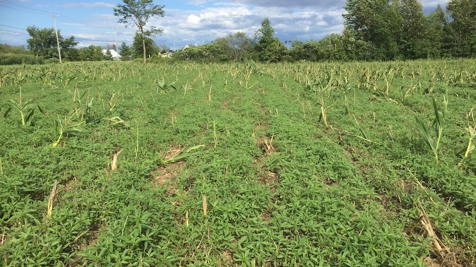 A mown field of corn overgrown with tuberous pigweed.