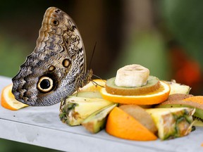 A butterfly enjoys a fruit salad at the Insectarium in Montreal, on Tuesday, April 5, 2022.