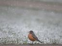 A robin stands out against a backdrop of snow colored grass at Reaume Park during an April snow storm, on Monday, April 18, 2022.